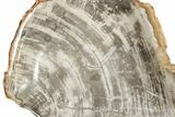 Bargain, Tropical Hardwood Petrified Wood Bowl - Indonesia #250178-1
